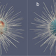 The obvious differences between the magnetic fields of the planet’s northern (left) and southern (right) hemispheres. The blue spot in the righthand picture is the southern hemisphere’s single magnetic pole. The red band in the lefthand picture is the odd magnetic field of the northern hemisphere.